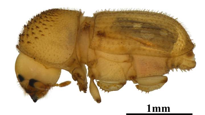 Feds seize African tree bark beetle at Detroit Metro Airport