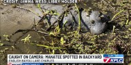 Caught on Camera: Manatee spotted in a couple’s backyard