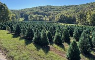 Thinking about getting a real Christmas tree? Missouri farm explains why you should get one (LISTEN)