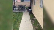 California Rescue Pup’s First Night Home Brings A Mystery That Soon Makes Perfect Sense