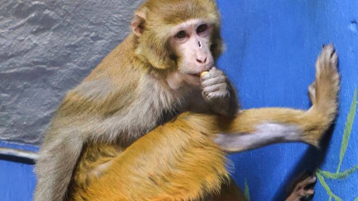 Monkey who escaped Mississippi highway crash has new permanent home at New Jersey refuge
