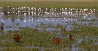 El Consejo de Participación alerta: "Si se lleva a cabo este deslinde, Doñana cambiará”