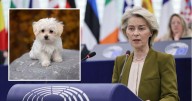 La UE modifica las normas para los propietarios de mascotas: a partir de 2028 tienen obligación de implantar esta medida con las mascotas