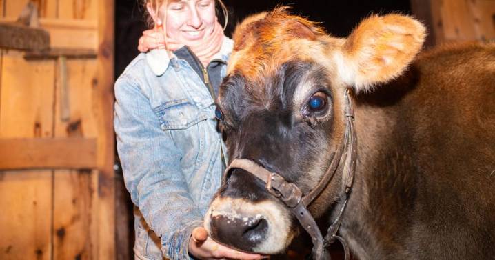 Starring role: Dairy cow part of Christmas live Nativity event