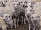 ¡Atención! SENASA declaró la alerta sanitaria en Chubut por sarna ovina