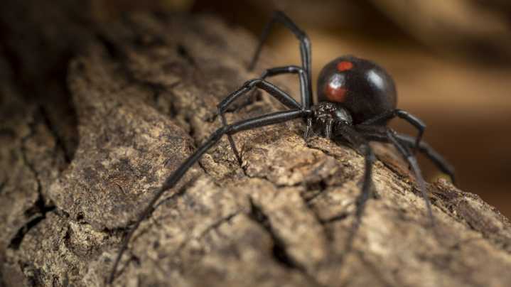 Types Of Black Widow Spiders And How To Identify Them