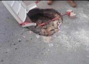 Causan lluvias socavón en la colonia Zazil-Ha de Playa del Carmen