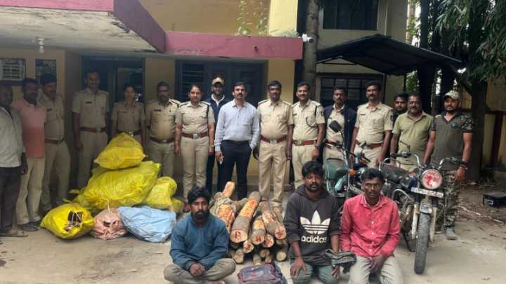 3 arrested for trying to steal sandalwood near Channarayapatna