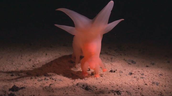 Deep sea mining has ‘devastating’ impact on biodiversity