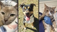 Empty the Shelters: Local pet shelters drop adoption prices for 15