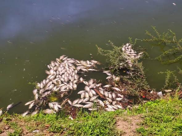 Reportan muerte de peces en sector de La Alianza