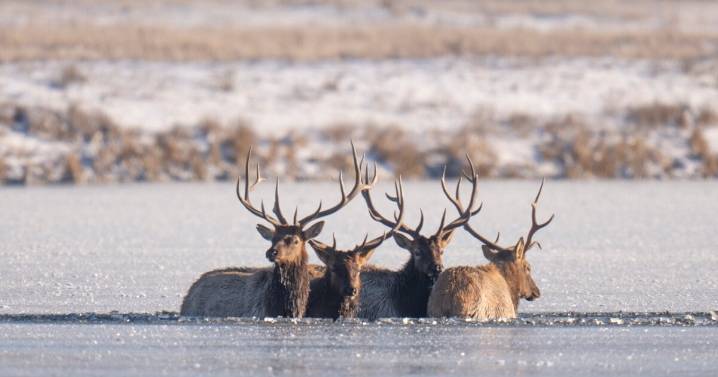 Four Bull Elk Saved After Falling Through Ice in Manhattan Pond