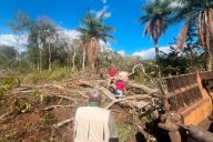 Más de 6 mil hectáreas de selva en Yucatán presentan impactos por desmontes asociados a menonitas; el daño sería irreversible