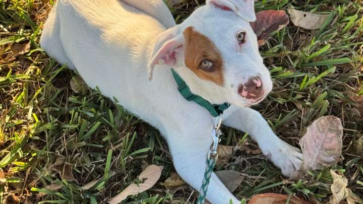 Florida immigration operation leads to puppy rescue