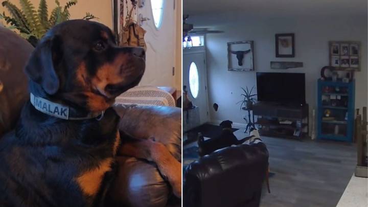 Woman In Oregon Finds A Mysterious Hole In Her Wall And Pet Cam Footage Reveals The Unexpected Truth