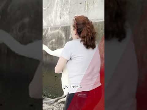 Beloved NYC swan couple torn apart after bird killed by rock