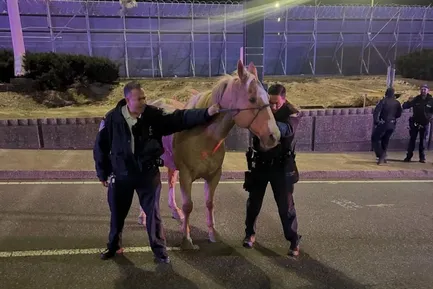 Runaway horse on highways near JFK Airport brought to safety by Port Authority police