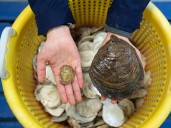 European flat oysters ‘thriving’ in Firth of Forth