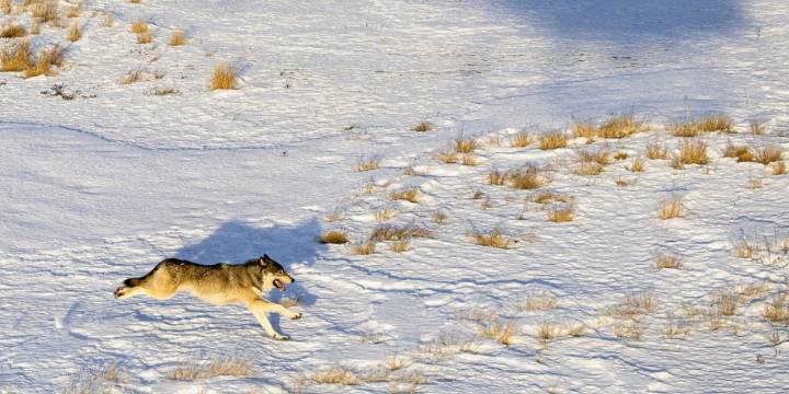 Colorado gray wolf rereleased in Colorado after crossing state lines