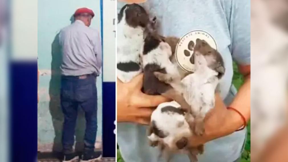 Tucumán: rescatan a cuatro cachorros que un hombre intentó enterrar vivos