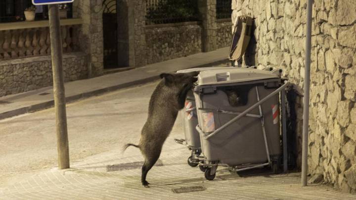 Ordeig señala a “comida contaminada” como el origen más probable del brote de peste porcina
