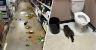 Raccoon passes out on Virginia liquor store bathroom floor after drunken rampage