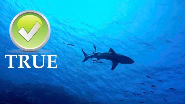 Fact Check: Are you more likely to die from Dutch Blitz than a shark attack?