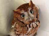 Screech owl makes surprise appearance in someone’s bathroom