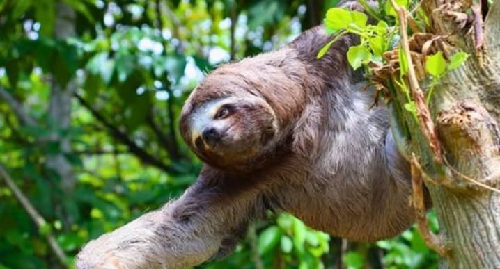 Rescatan a oso perezoso en Castillo Grande y lo reubican en su hábitat