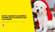 Estos alimentos navideños pueden ser peligrosos para los perros