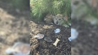 California Rescuer Tracks A Hidden Pup On A Lonely Hill And Uncovers A Life
