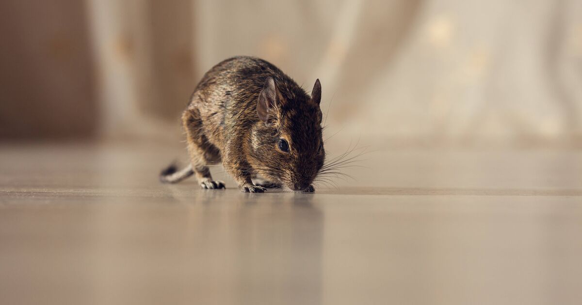 How to keep rats and mice away for good with 4 natural repellents