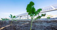 What’s growing under these Lafayette solar panels could transform