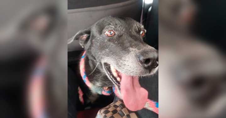 La tragedia de Lucas, el perro que volvió a casa lesionado y necesita ayuda urgente para sobrevivir