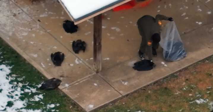 Seventy-two vultures dead at Ohio school