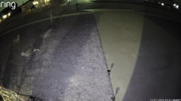 WATCH: Pack of coyotes spook cat in SE Topeka