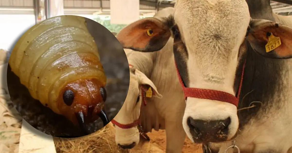 Reportan 57 nuevos casos de gusano barrenador en una semana en Yucatán