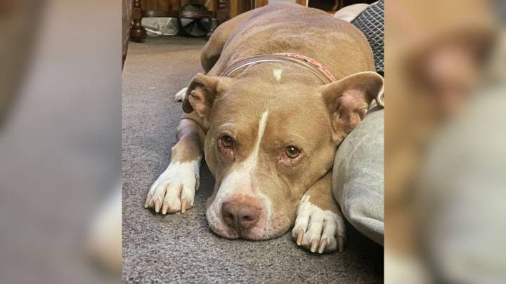 Left Behind And Confused, A Delaware Dog Waits For The Love She Has Never Truly Known