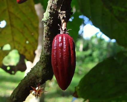 La revolución silenciosa del cacao latinoamericano