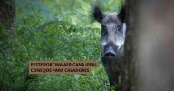 Preguntas y respuestas sobre la Peste Porcina Africana: recomendaciones de los cazadores ante posibles jabalíes muertos, "No tocar"