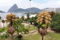 Decades-old palm trees in Rio de Janeiro flower for the first  –  and only  –  time – Winnipeg Free Press