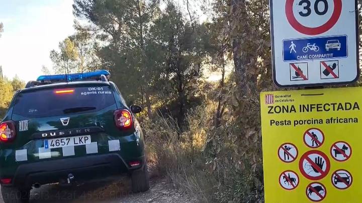 Bruselas anuncia el envío de expertos a Cataluña por el foco de peste porcina