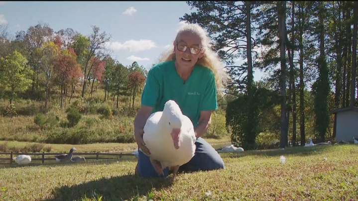 Rescued Ducks Find New Life, Prosthetic Beaks, in North Georgia