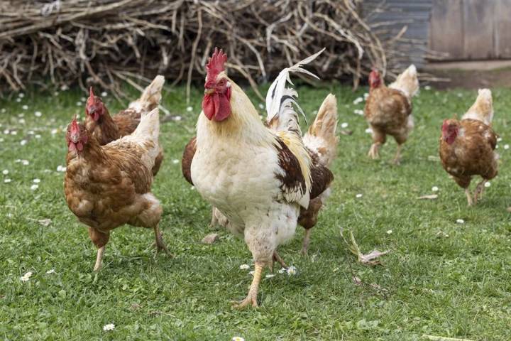 España cumple un mes con aves confinadas por la gripe aviar, que afecta a precio del huevo