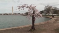 National Park Service finishes Tidal Basin seawall early