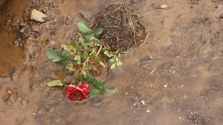 Floricultores de Huejotzingo califican de injusta la clausura del mercado; Ayuntamiento justifica que hay adeudo