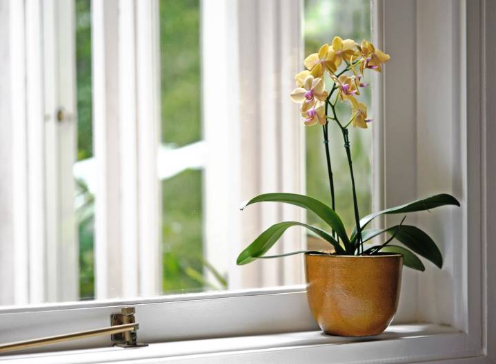 How to Water an Orchid: 3 Methods