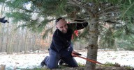 Master Gardener: Caring for your Christmas tree