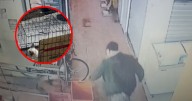 VIDEO | Gatito sobrevive a golpiza en mercado en Ecatepec y buscan al agresor