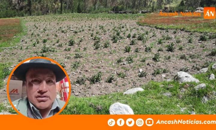 Áncash: Alcalde de Macashica pide atención urgente tras pérdida de 100 hectáreas de cultivos por heladas